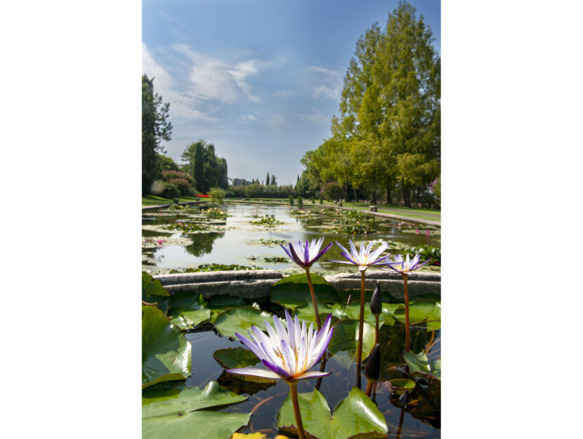 Le ninfee al parco Giardino Sigurtà