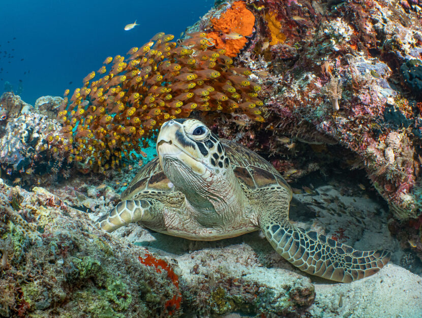 Una tartaruga Chelonia Mydas nelle isole Selayar, in Indonesia.Lo scatto è di Galice Hoarau, vincit