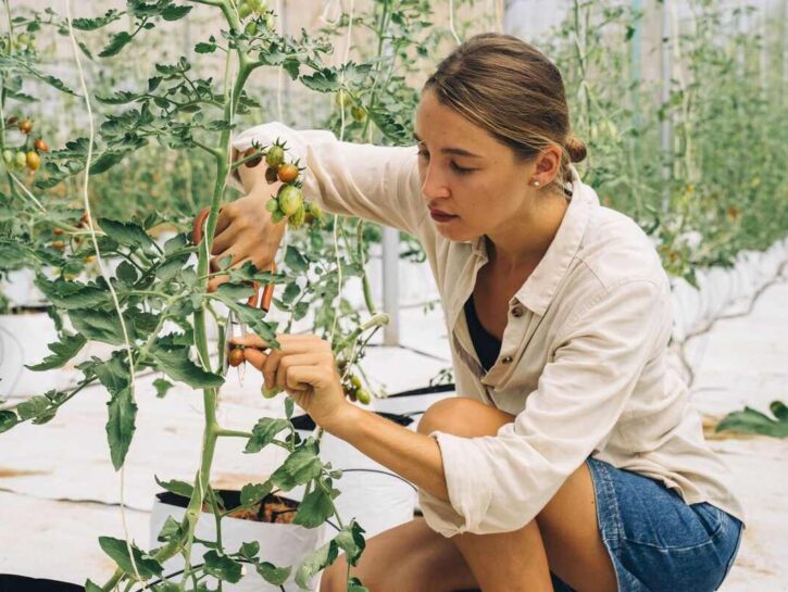 Balcone, terrazzo o giardino: come coltivare pomodori ovunque