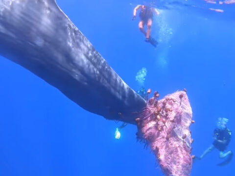 Chi libera balene e delfini impigliati nelle reti