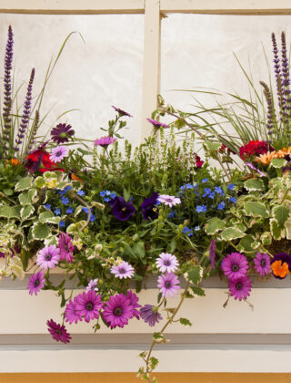 Container gardening: crea il tuo giardino in un vaso