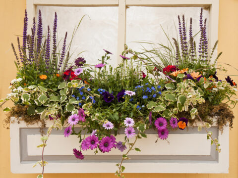 Container gardening: crea il tuo giardino in un vaso