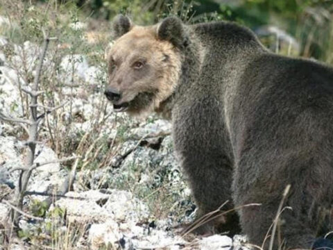 Quanto sono pericolosi gli orsi in Italia?