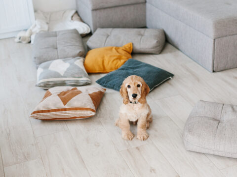 Sogni d’oro, Fido! Come scegliere la cuccia per il tuo amico a quattro zampe