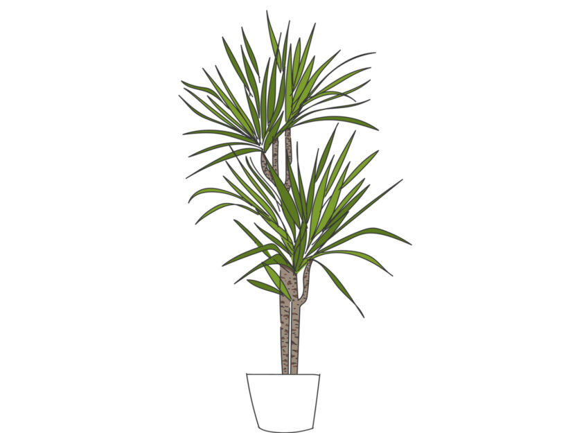 yucca