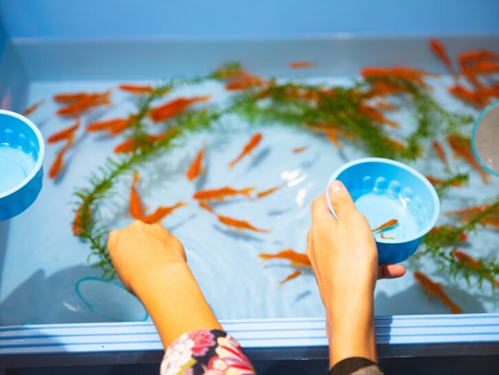 Come trasferire i pesci da un acquario all'altro