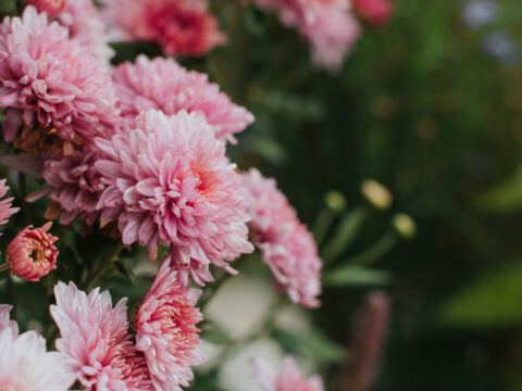 Crisantemo: significato e simbologia del più famoso fiore d’autunno