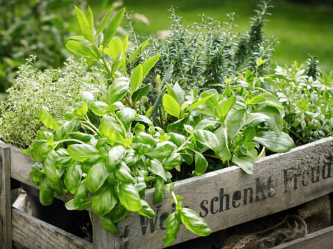 Piante aromatiche: quali sono quelle da avere?
