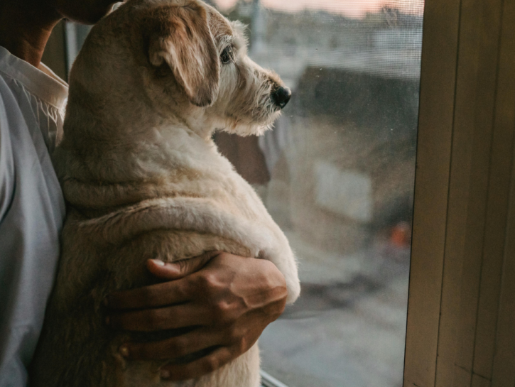 Cani e gatti: perché inserirli nel testamento