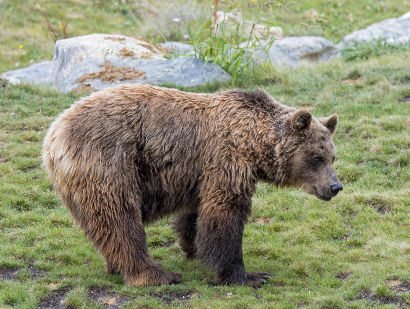 Orso bruno europeo