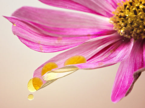 Novità nella cosmesi naturale: trattamenti viso antiossidanti naturali ed efficaci grazie alla fermentazione di fiori e oli