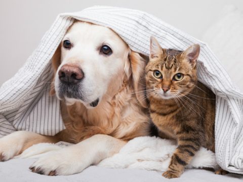 Animali domestici: le regole per una buona convivenza con il tuo amico a 4 zampe
