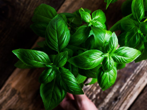 Semi di basilico, tutti i motivi per riscoprirli in cucina