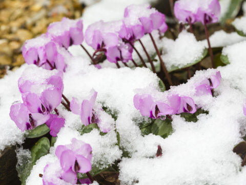 Le piante che resistono al freddo per riempire di colore anche l’inverno