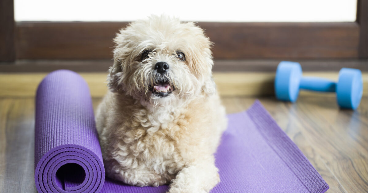 The Importance of Exercise for Happy and Healthy Pets 