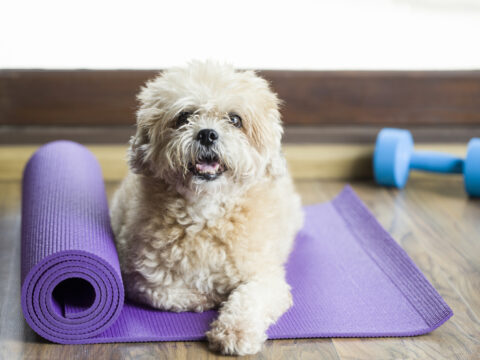 Dog Fitness: come bruciare calorie insieme al tuo cane in casa