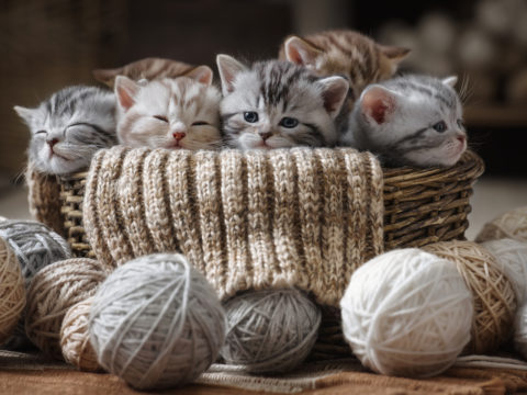 Vuoi prendere un gatto? Scopri se sei davvero pronta