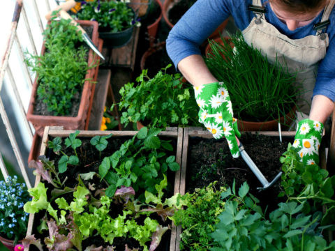 Giardini condivisi e orti urbani: nuovi modi di vivere il verde in città