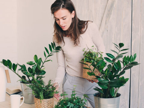 Piante in casa: il verde negli ambienti domestici per favorire l'armonia