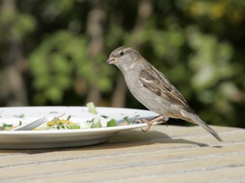 Spreco di cibo: arrivano i ristoranti “zero waste”