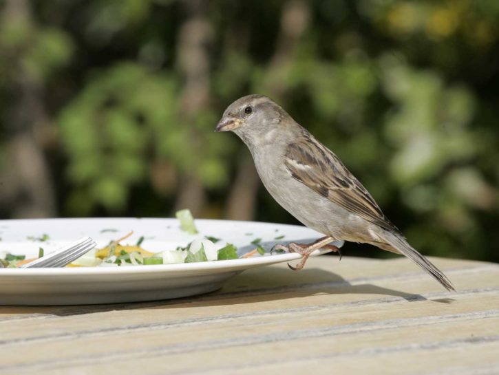 Spreco di cibo: arrivano i ristoranti 
