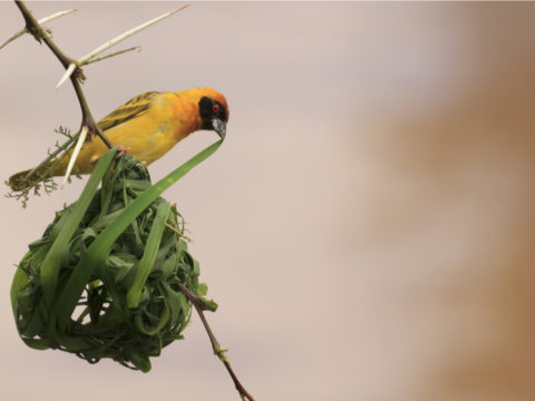 Come aiutare gli uccellini a fare il nido vicino alla tua casa