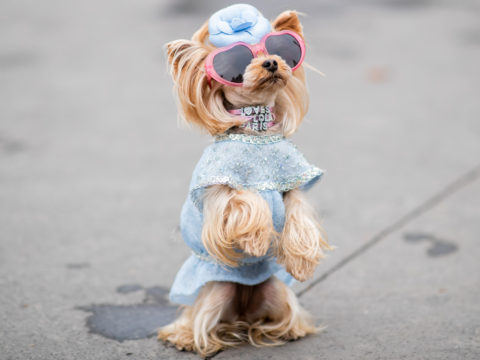 Come far diventare il tuo cane/gatto un fashion influencer: la guida def