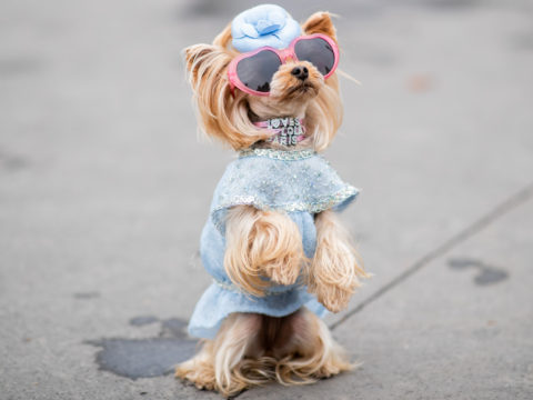 Come far diventare il tuo cane/gatto un fashion influencer: la guida def