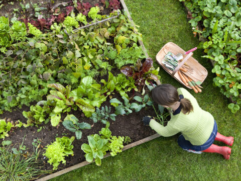 Come curare l'orto e il giardino a settembre