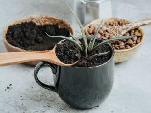 Non buttare le cialde del caffè, usale per fare del bene alle tue piante