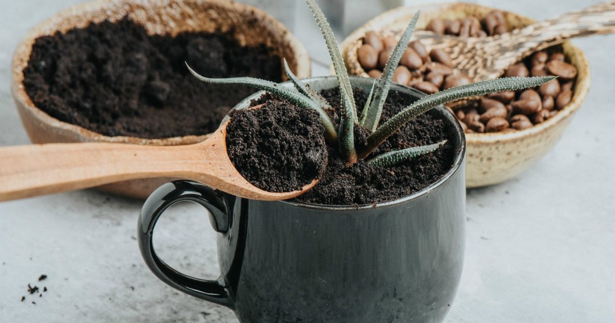 Come Usare I Fondi Di Caff Per Il Benessere Di Piante E Fiori Donna 