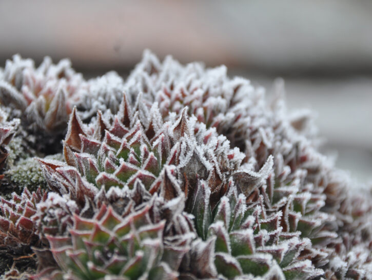 8 piante grasse che resistono al freddo