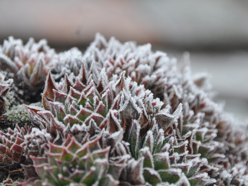 8 piante grasse che resistono al freddo