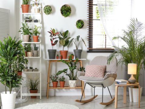 15 piante da appartamento che cambiano la tua vita in meglio