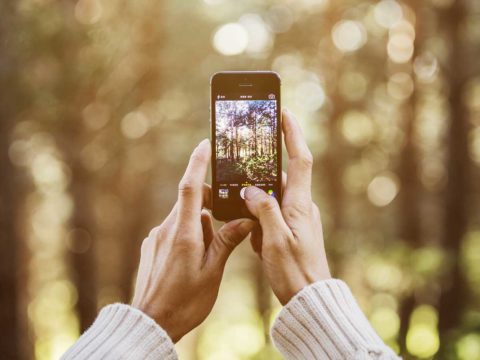 Ecosia, il motore di ricerca che si batte per proteggere le foreste di tutto il mondo