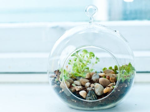 Se ami le piante ma hai poco spazio la soluzione è il terrarium