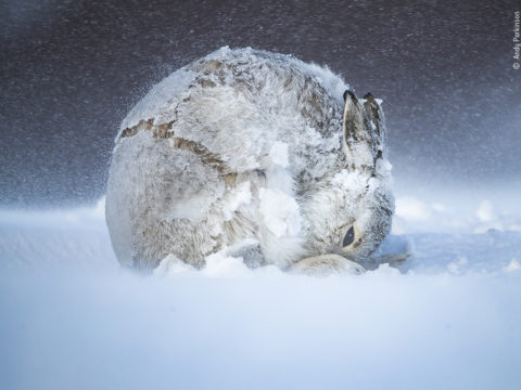 Le foto notizie di dicembre