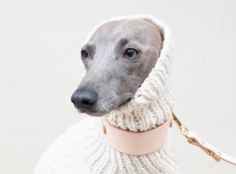 Lloyd, il cane influencer più fashion di Instagram