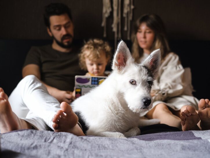 Come tenere la casa pulita e profumata con un cane