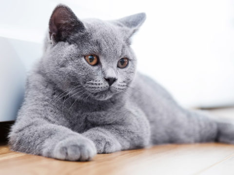 10 motivi per cui dovresti adottare un gatto