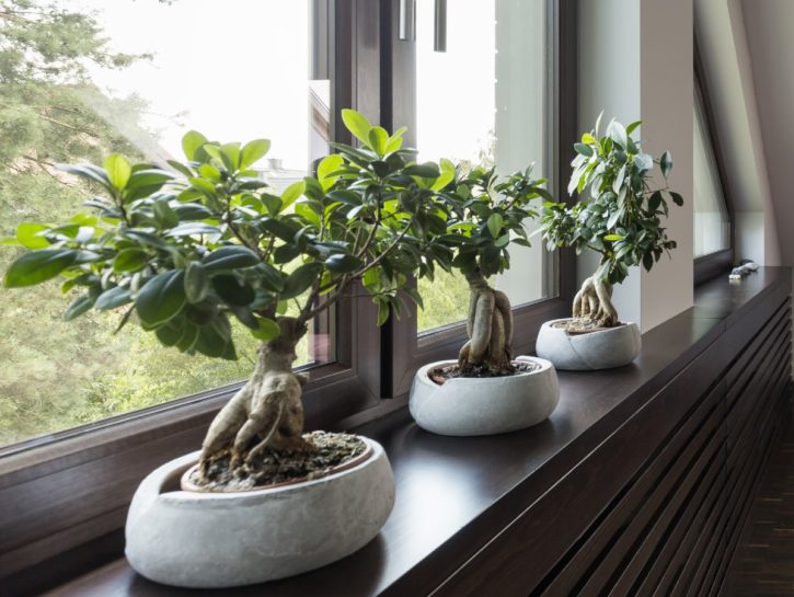 Cosa fare se il bonsai perde le foglie