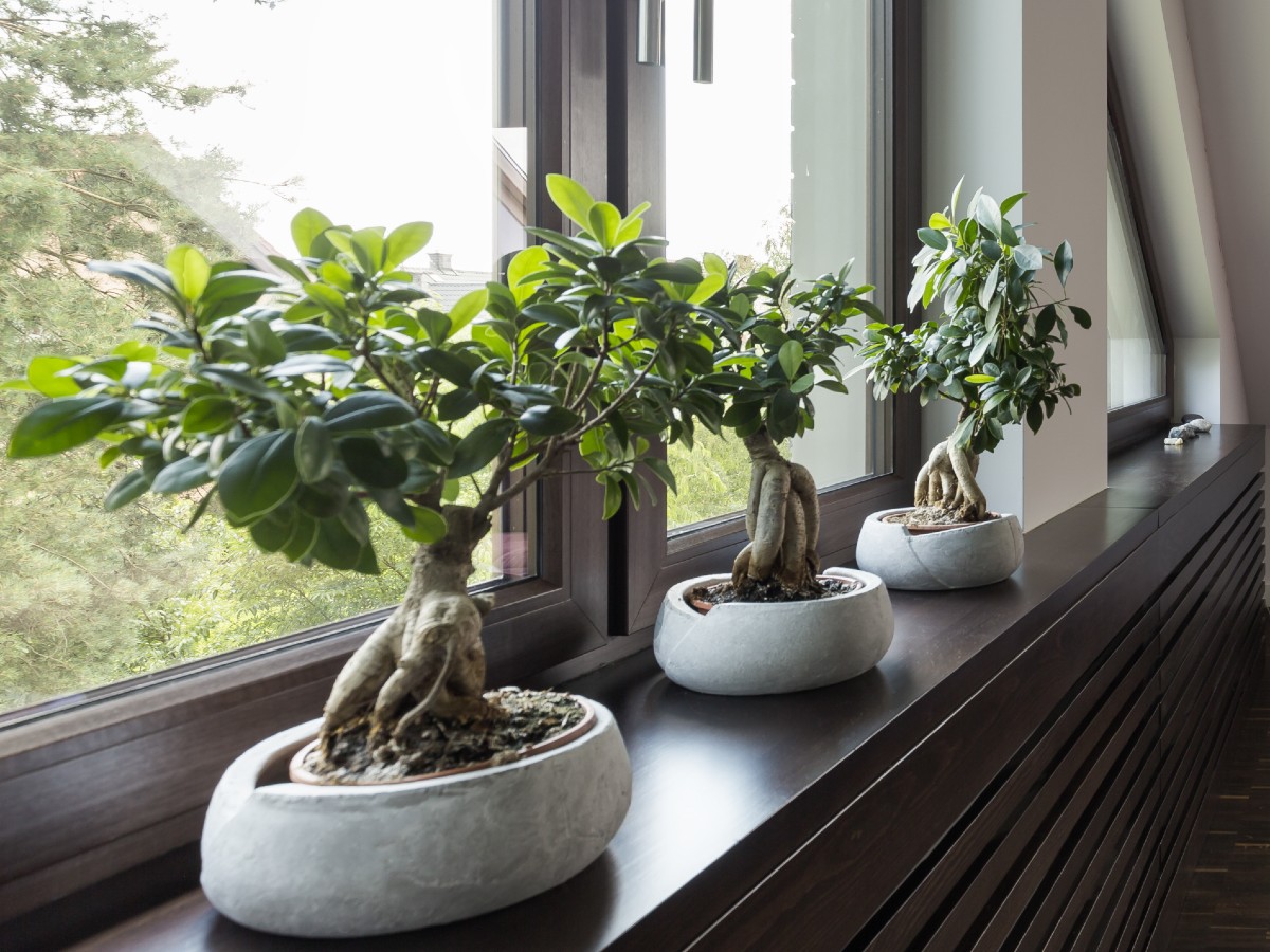 Guida facile su come curare un bonsai - Donna Moderna
