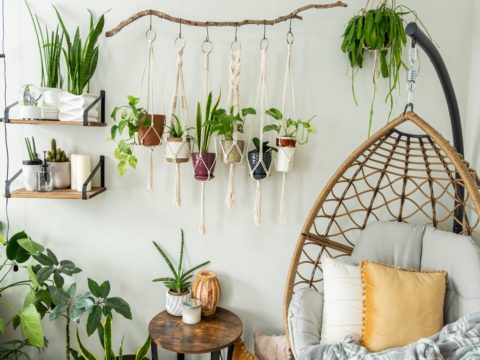 10 idee per arredare casa con le piante