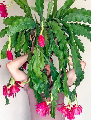 Piante esotiche con fiori extralarge: come curarle