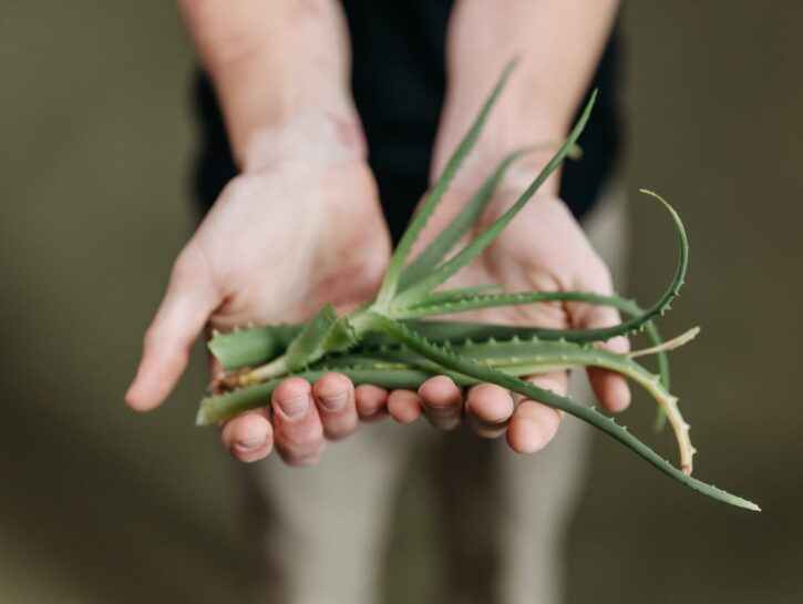 Trasformare l’aloe vera in un gel rigenerante: il segreto della bellezza naturale
