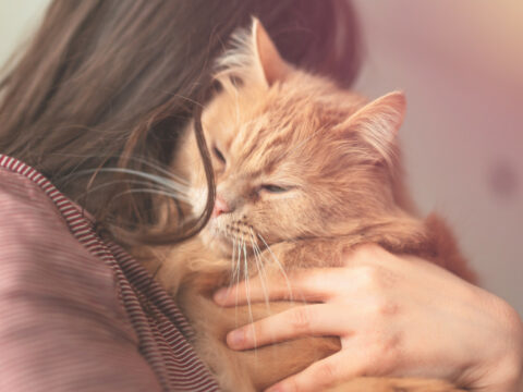 Purina lancia il primo alimento che riduce l'allergene sul pelo del gatto