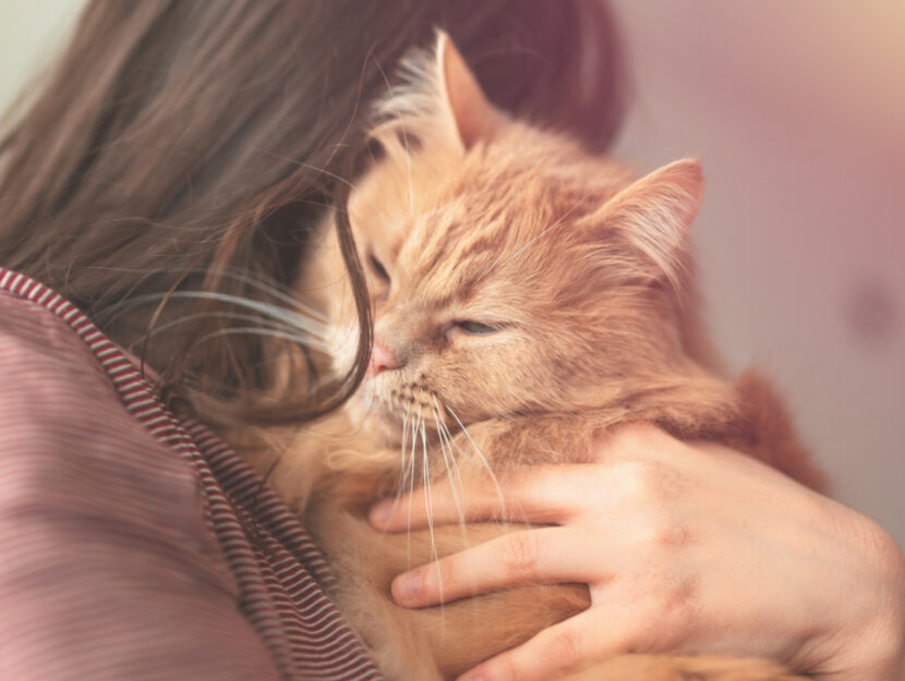alimenti per gatti per ridurre le allergie