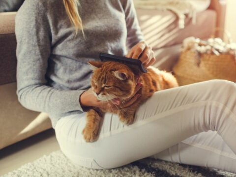 10 modi per mantenere pulita la tua casa anche se hai un cane o un gatto