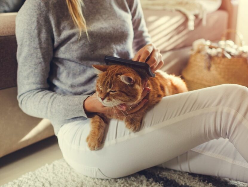 donna sul divano con gatto, pulire casa con animali