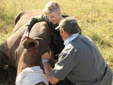 Charlene di Monaco salva i rinoceronti dall’estinzione